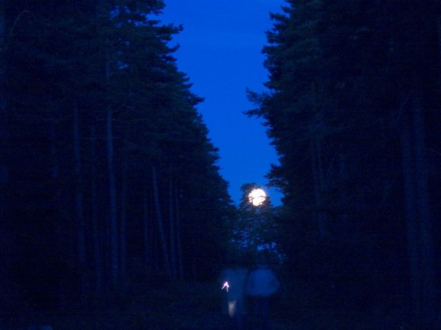 Månen befinner sig ovanför ceremonikullen. Lyser genom tallen på kullen