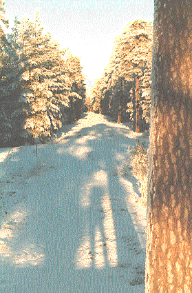 Midvinter 1995.12.22 at 12.13