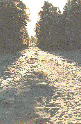 Processionsv&auml;gen - skuggor